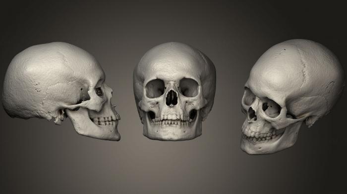 Anatomy of skeletons and skulls (ANTM_1032) 3D model for CNC machine